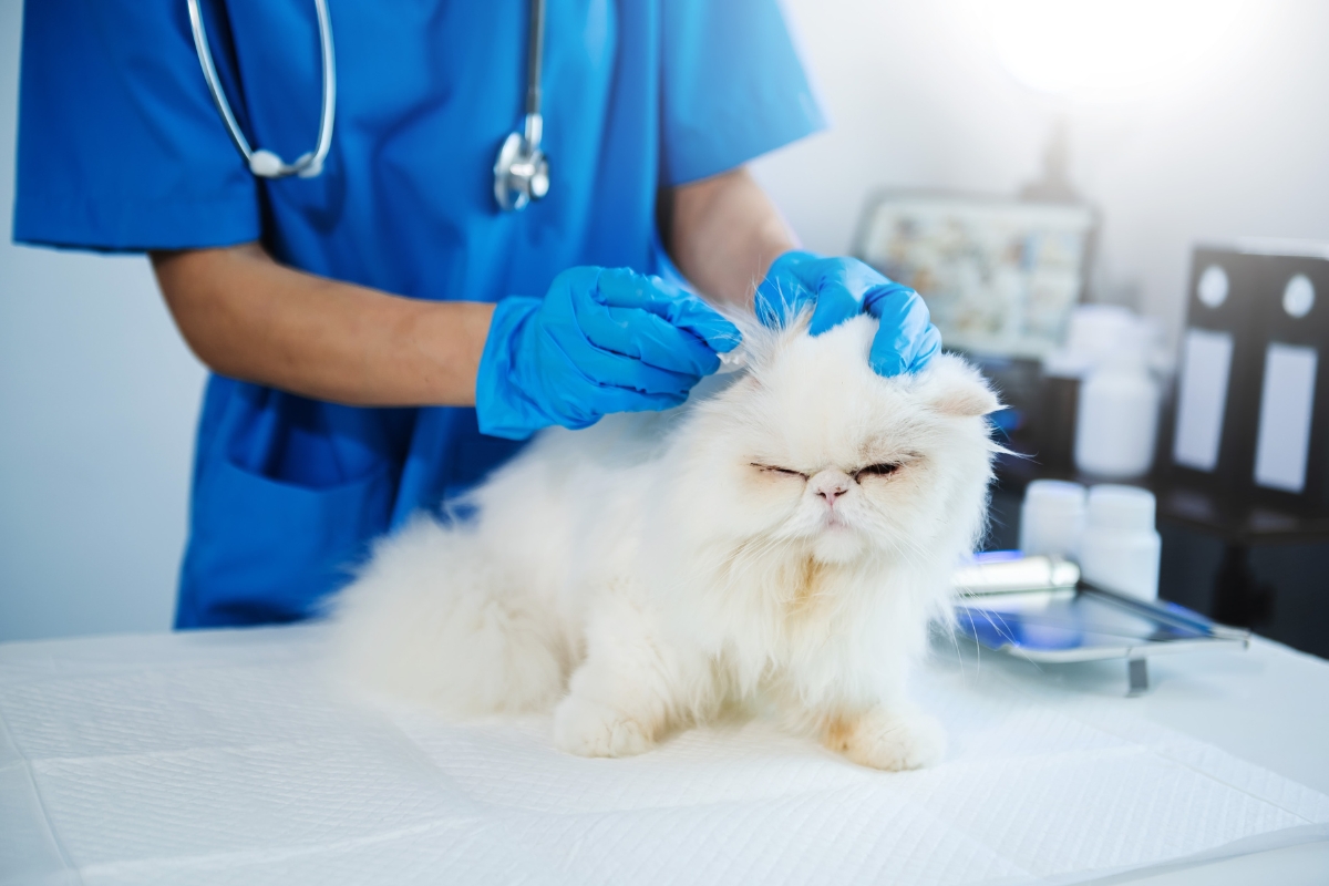 Chat recevant des soins vétérinaires, soutenu par une couverture d’assurance complète pour animaux domestiques