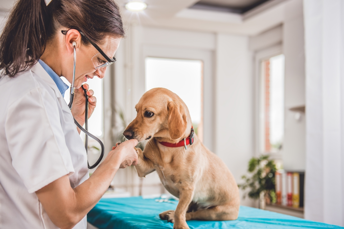 Un chien chez le vétérinaire pour une consultation, illustrant l'importance d'une bonne assurance santé animale à Bruxelles.