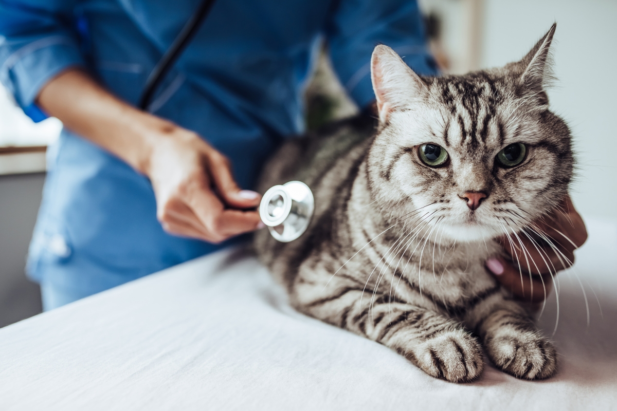 Un vétérinaire examinant un chat pour une maladie, soulignant l’importance d’une couverture santé pour les animaux domestiques